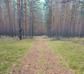Прирезка лесных участков Кадастровые работы в Сосновом бору